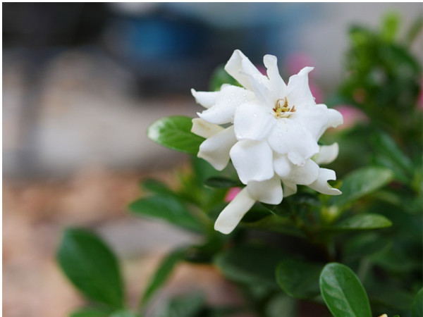 Instant Jasmine Flower Powder