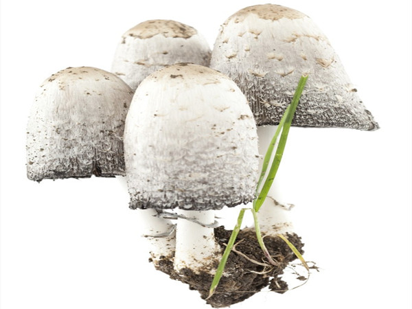 Coprinus Extract