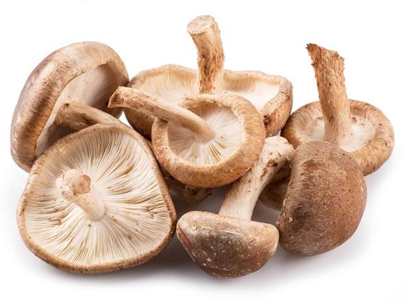 Shiitake Mushroom Extract