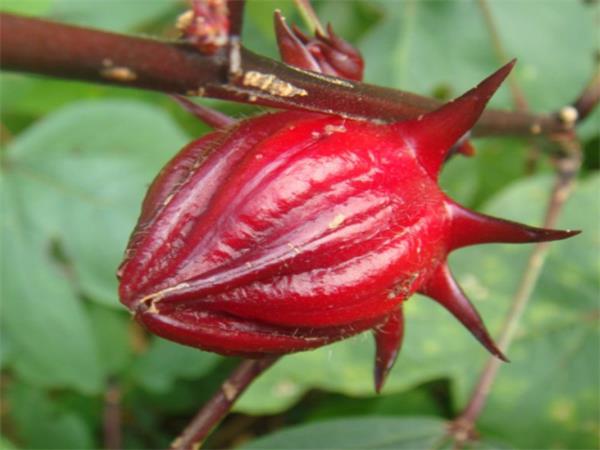 Hibiscus Extract