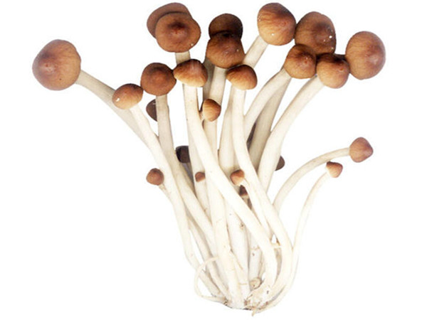 Agrocybe Chaxingu Extract