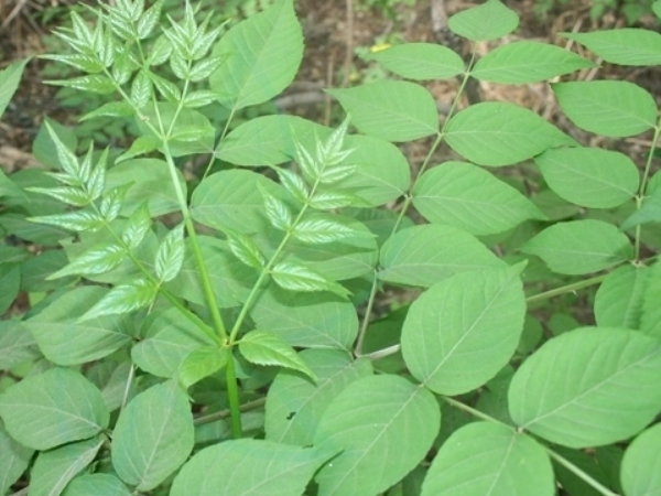 Aralia Mandshurica Extract