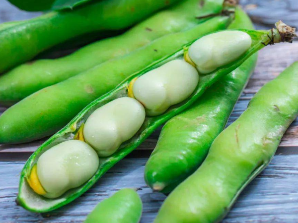 Broad Bean Extract