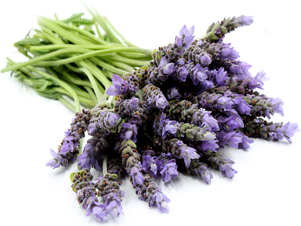 Lavender Extract