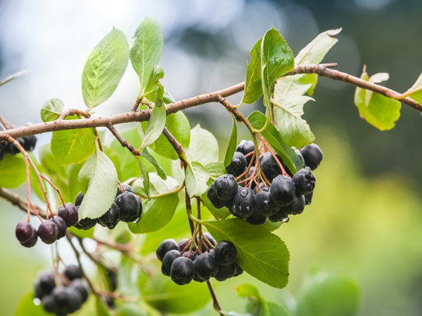 Maqui Berry Extract