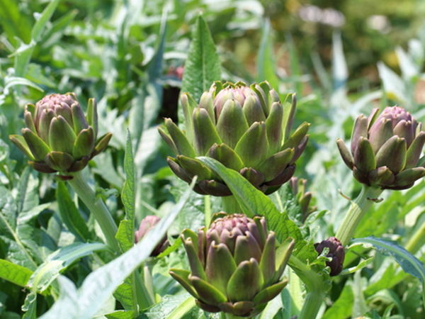 Artichoke Extract