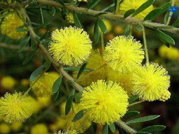 Acacia Extract