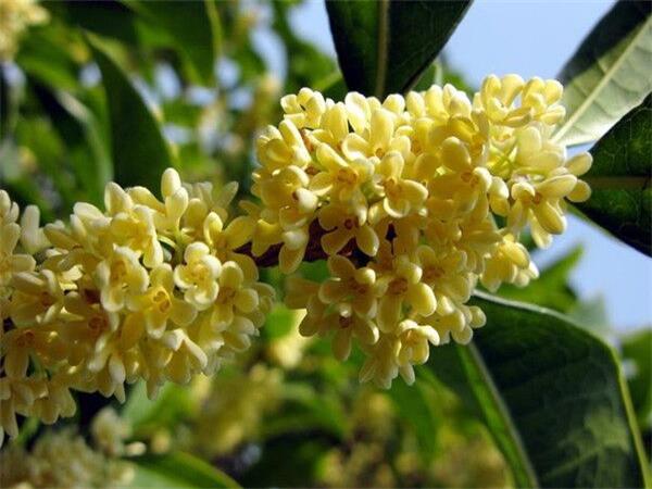 Osmanthus Fragrans Extract