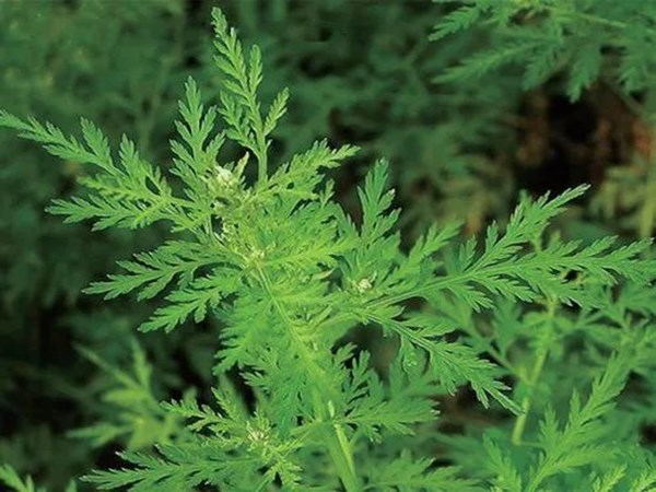 Artemisia Annua Extract