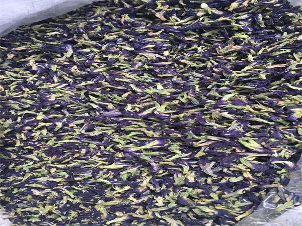 Butterfly Pea Extract