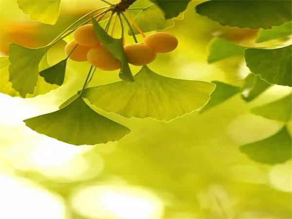 Ginkgo Biloba Extract