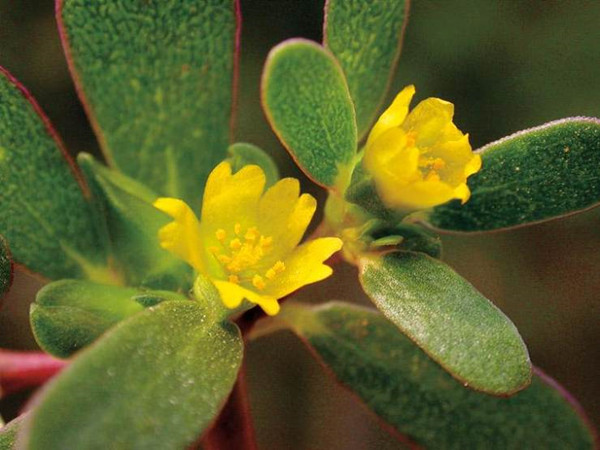 Purslane Extract