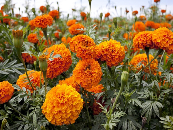 Marigold Extract