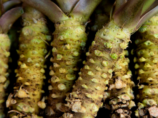 Freeze Dried Wasabi Powder