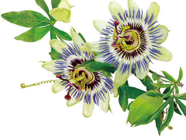 Passion Flower Extract