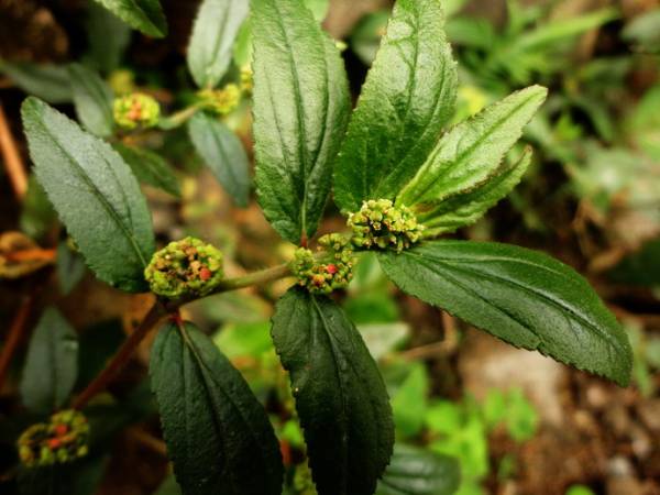 Euphorbia Hirta Extract