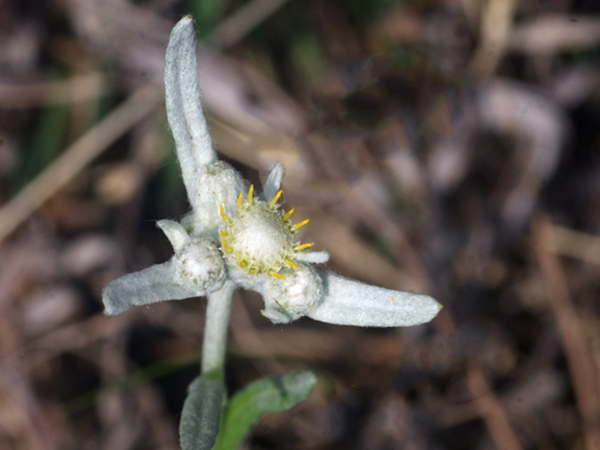 Edelweiss Extract