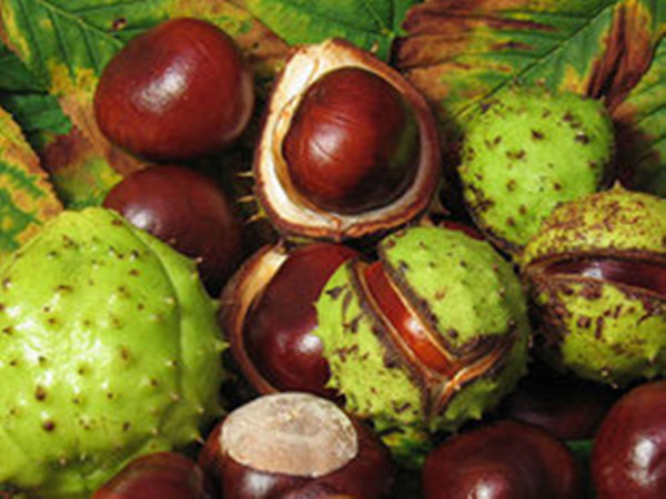 Horse Chestnut Extract