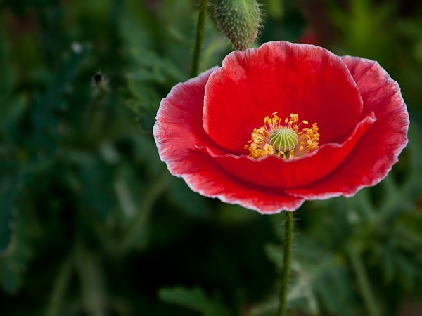 Papaver Rhoeas Extract