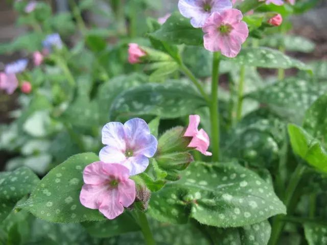 Lungwort Extract