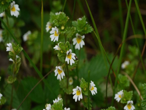 Eyebright Extract