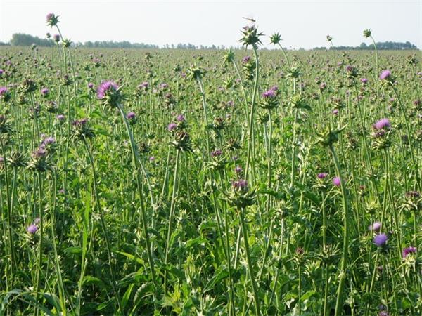 Milk Thistle Extract