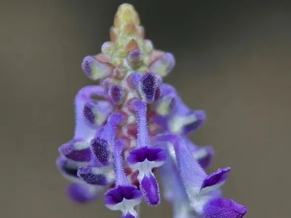 Coleus Forskohlii Extract