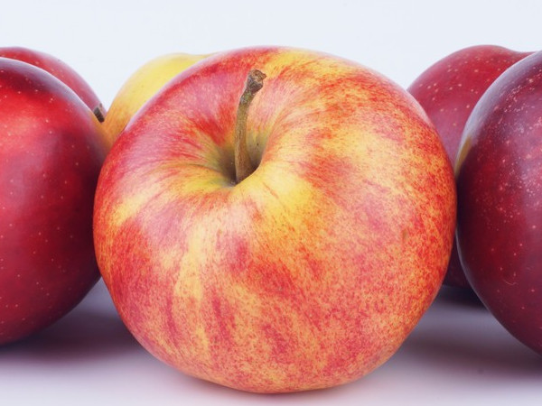 Apple Extract Procyanidin B2