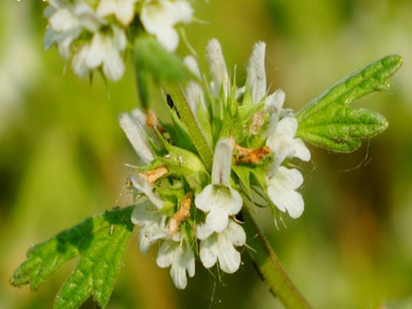 Marrube Extract