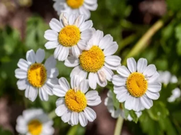 Feverfew Extract