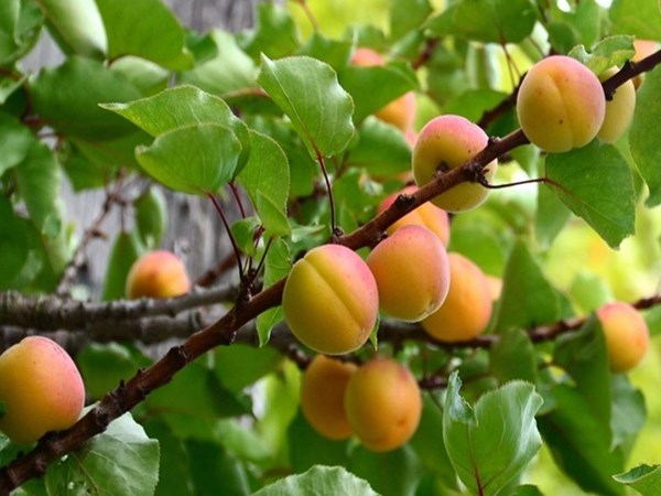 Apricot Fruit Powder