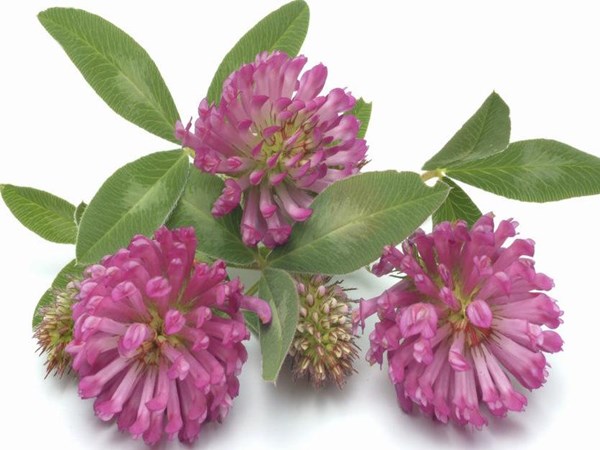 Red Clover Extract