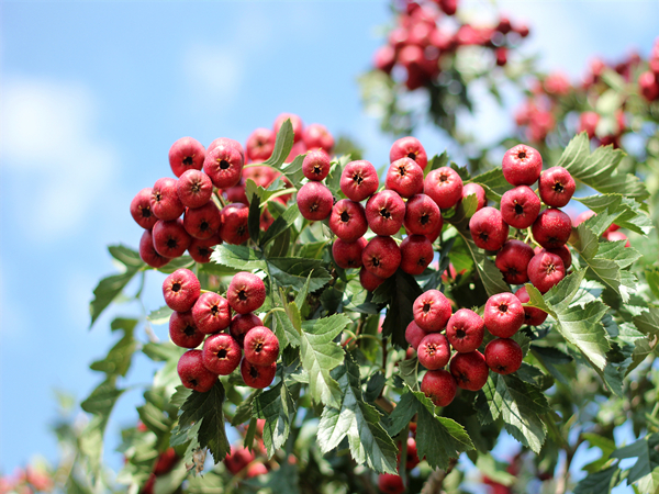 Hawthorn Juice Powder