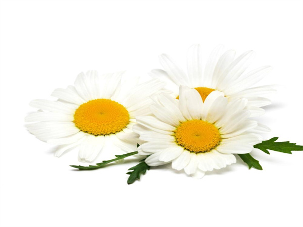 Chamomile Extract