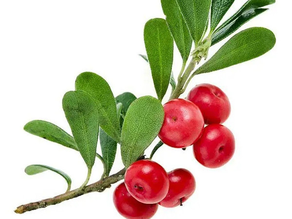 Bearberry Extract