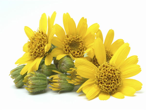 Arnica Montana Extract