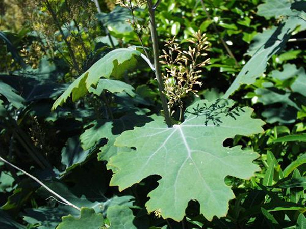 Macleaya Cordata Extract