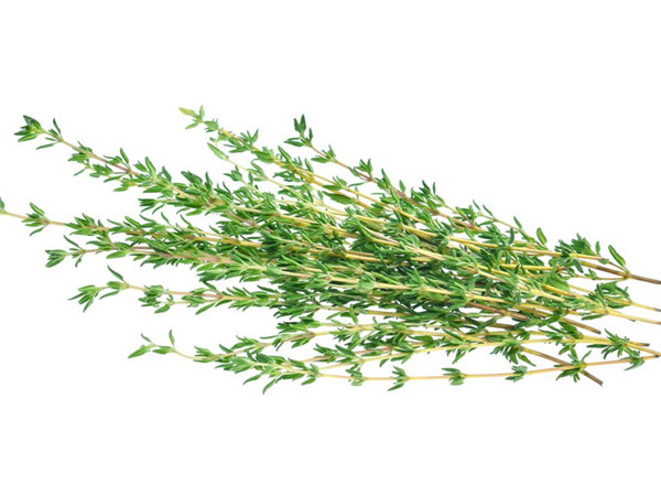 Thyme Extract