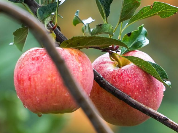 Apple Vinegar Powder