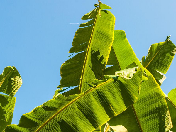 Banana Leaf Extract