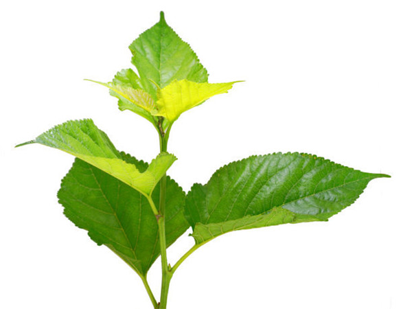 Mulberry Extract