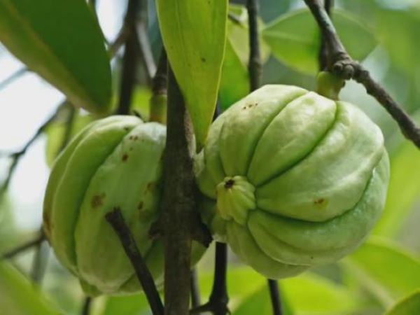 Garcinia Cambogia Extract