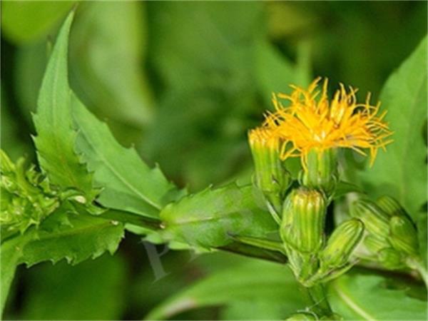 Gynura Procumbens Extract