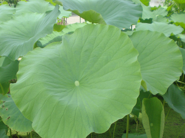 Lotus Leaf Extract