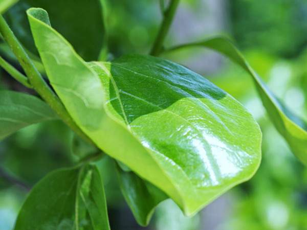 Persimmon Extract