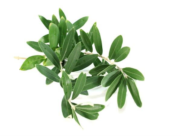 Olive Leaf Extract