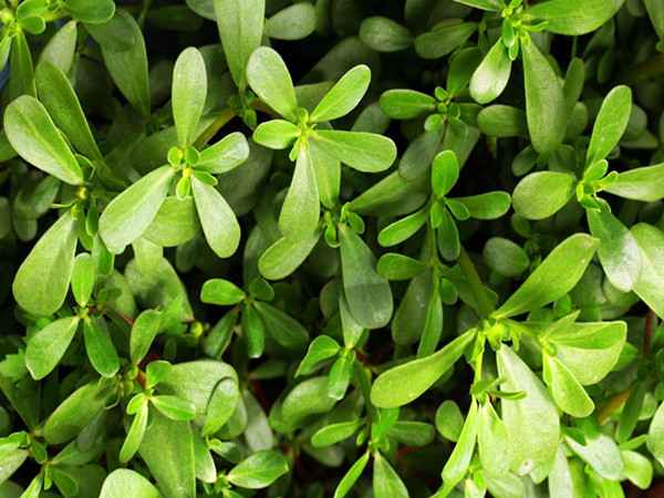 Bacopa Monnieri Extract