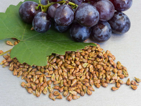 Grape Seed Extract