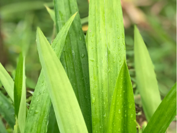 Pandan Leaf Powder