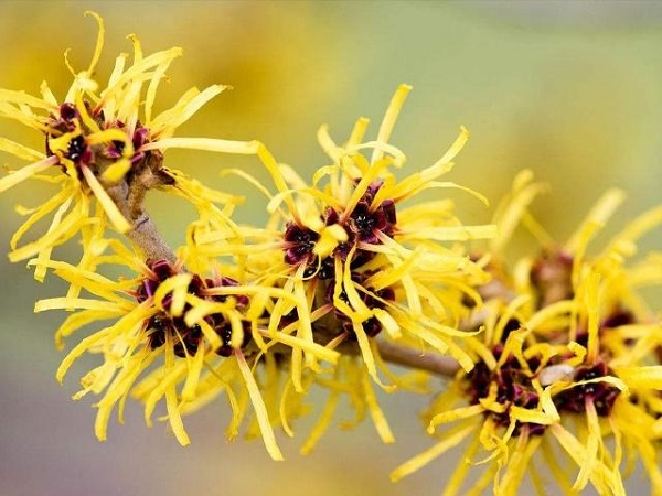 Hamamelis Extract